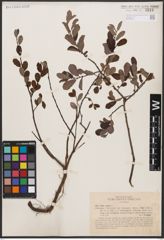 Foto von Salix aurita L.